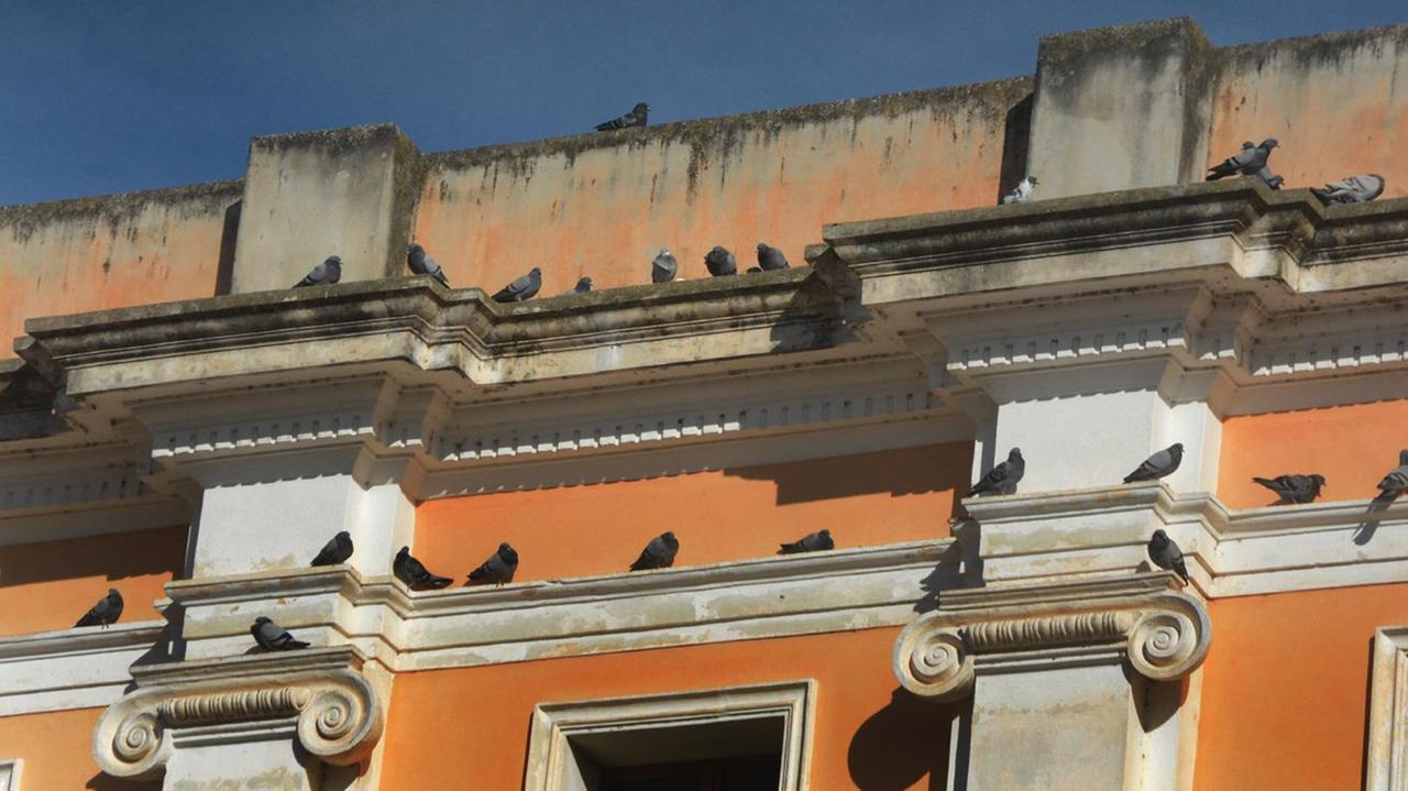 Piccioni distanziati ma affamati