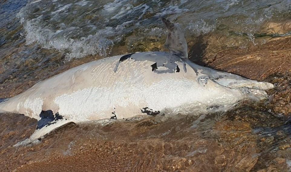 Delfino morto a “Punta di li francesi” 