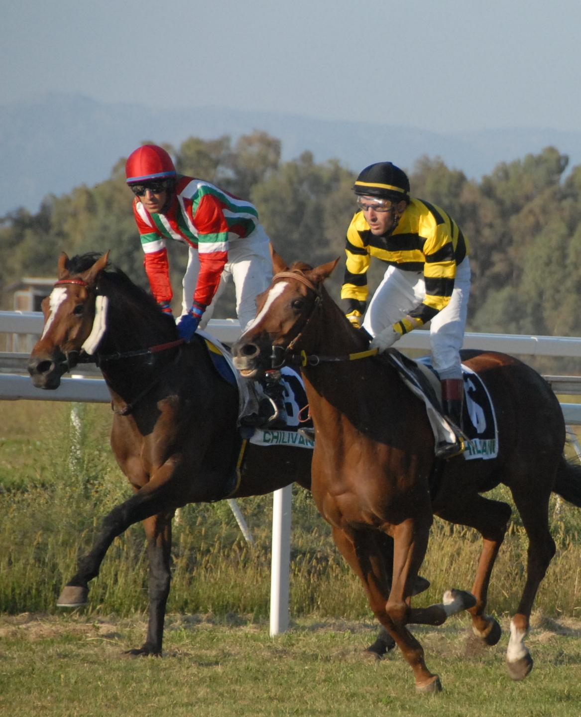 Purosangue morti nel garage della Aki Quattro gli indagati 