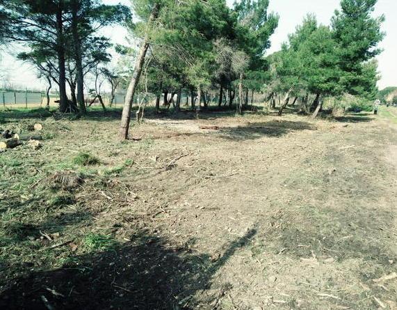La pineta a fianco del campo sportivo ripulita dai carabinieri biodiversità