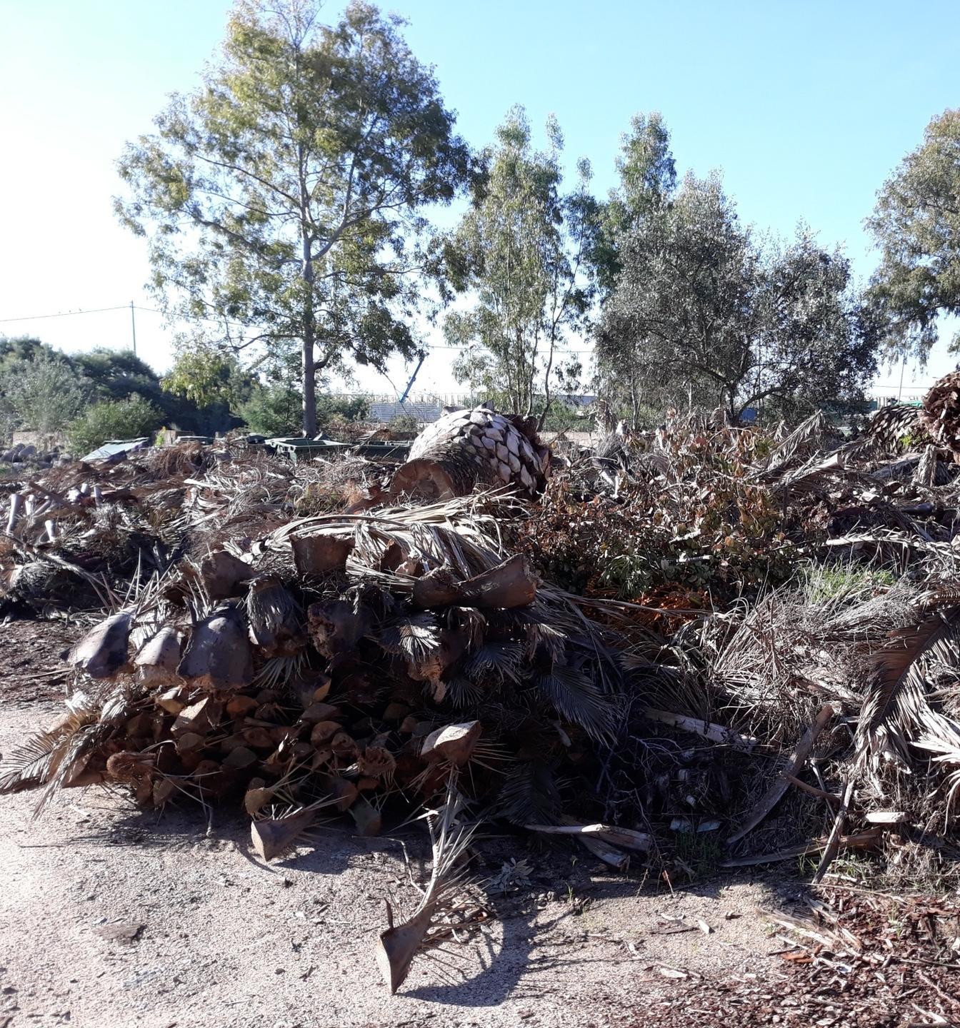 Palme abbattute e abbandonate, la pulizia è imminente