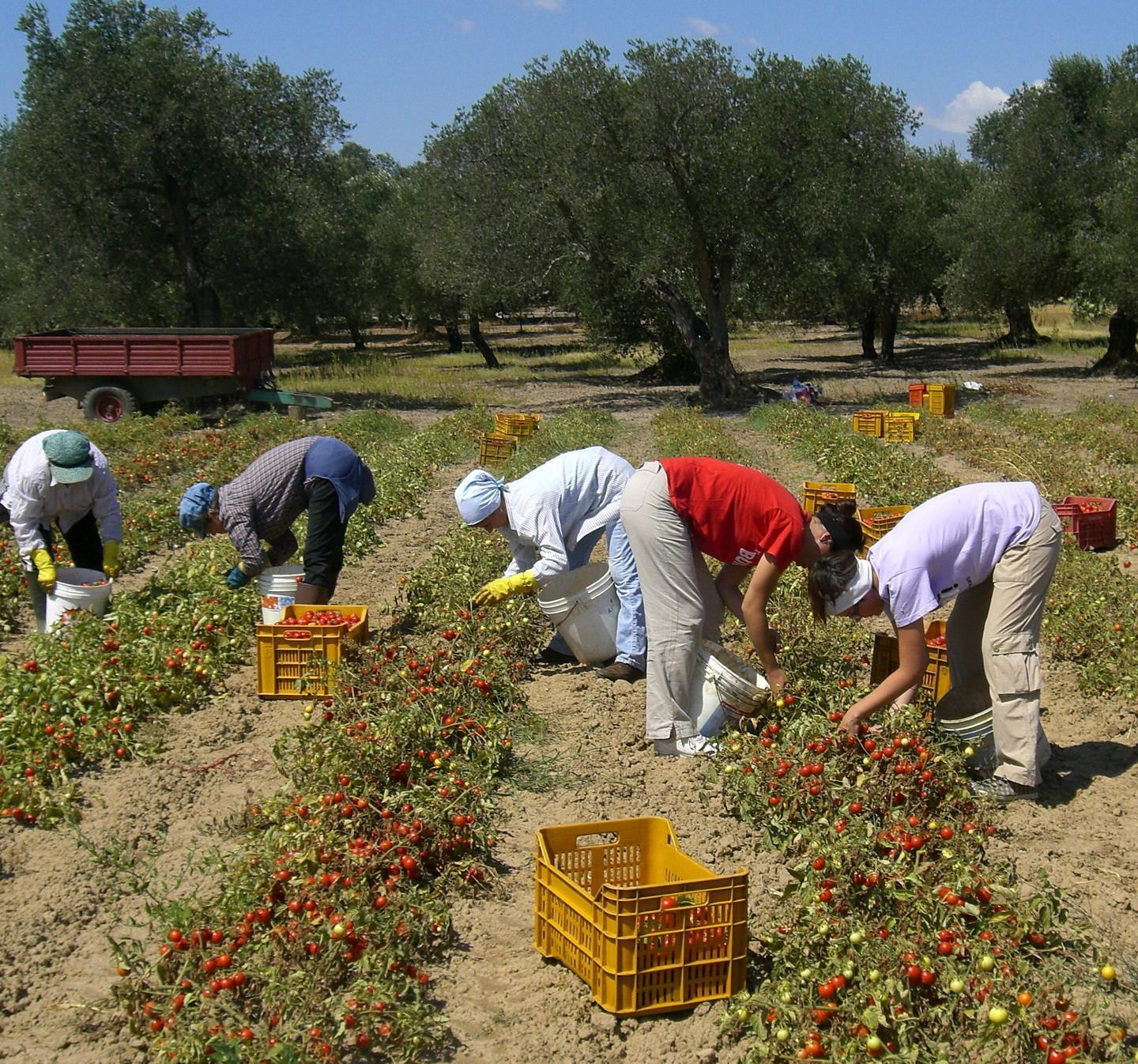 Manovali, giardinieri e braccianti agricoli 