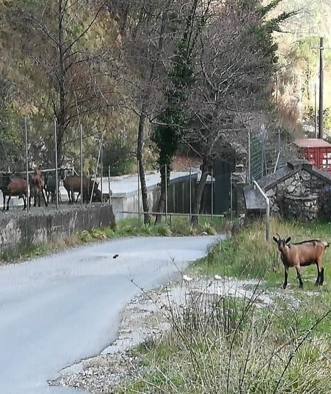 L’allarme del comitato «Le capre al depuratore» 