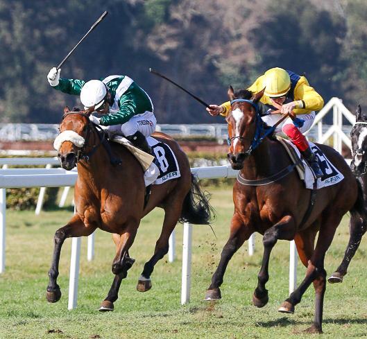 San Rossore, brilla Lucirex nel premio Walter Wright 