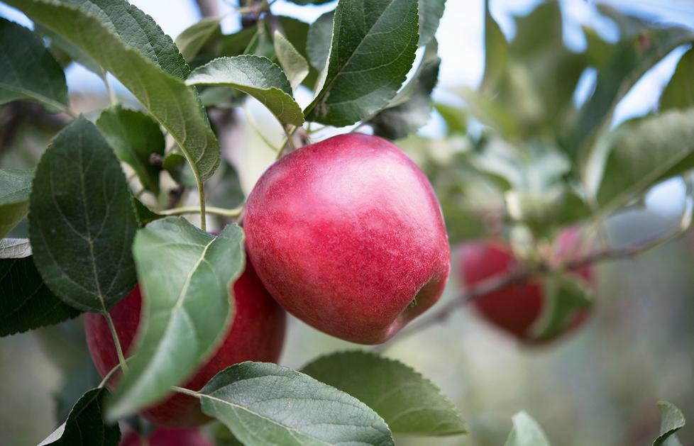 Anche la mela è fascinosa È arrivata la varietà Civm 