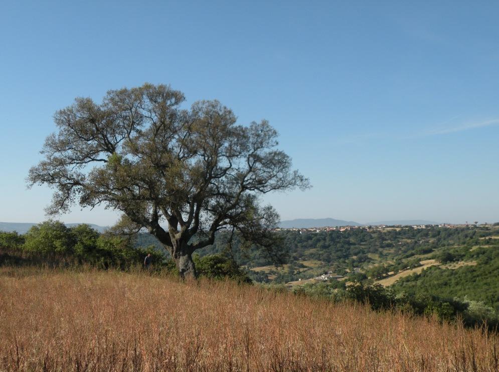 Strade e campi devastati, «la Regione ci aiuti» 