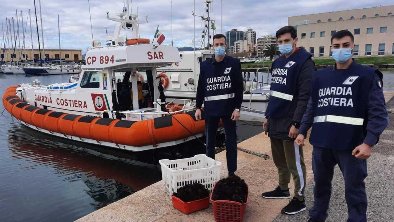 Pesca abusivamente 500 ricci di mare: la Capitaneria lo multa