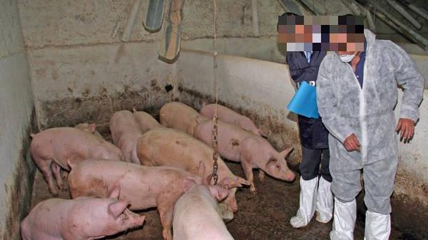 Controlli per l'eradicazione della peste suina, immagine di repertorio