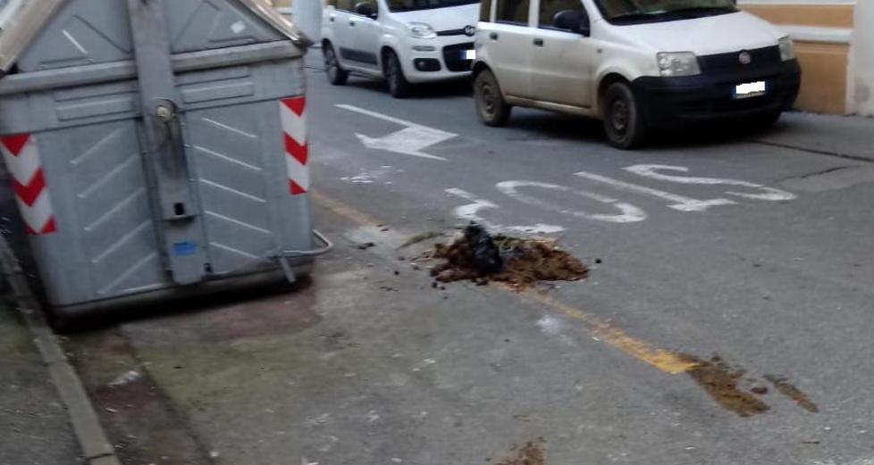 Stallatico vicino ai cassonetti