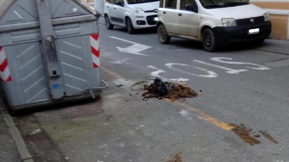 Stallatico vicino ai cassonetti