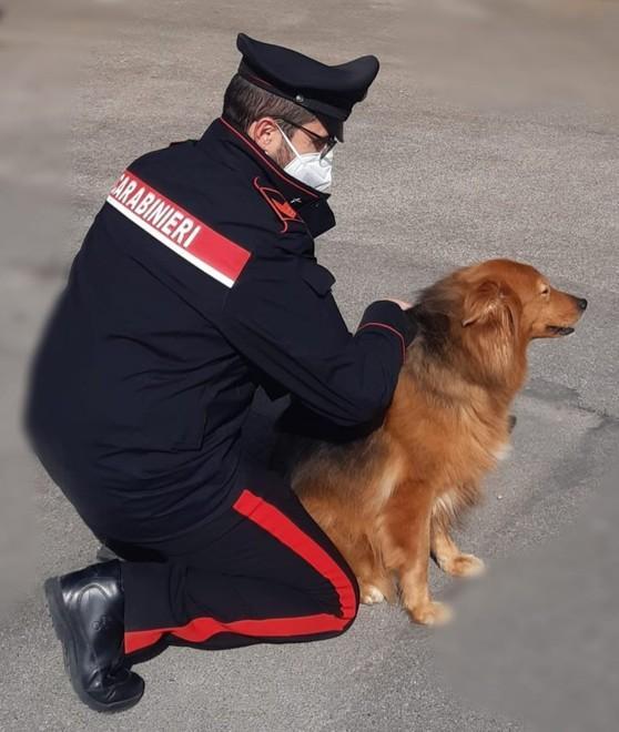 Perde il cane, teme furto I carabinieri lo aiutano