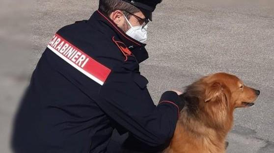 Perde il cane, teme furto I carabinieri lo aiutano
