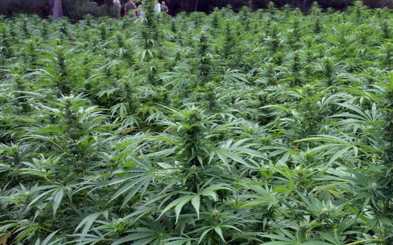 Droga, blitz dei carabinieri in pieno centro a Silanus 