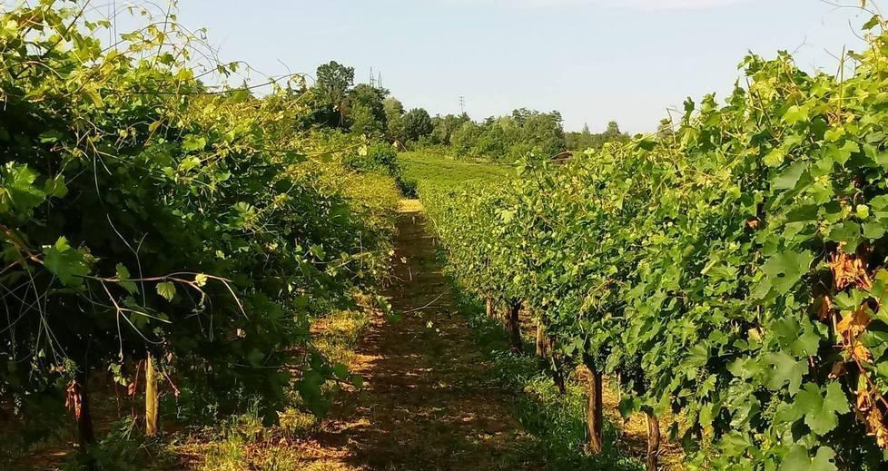 Modena Quando l’agricoltura è un affare di famiglia Ma i problemi restano 