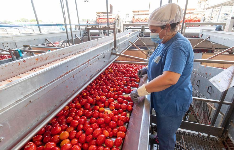 Pomodori, intesa su prezzo Ma la Cia va all’attacco 