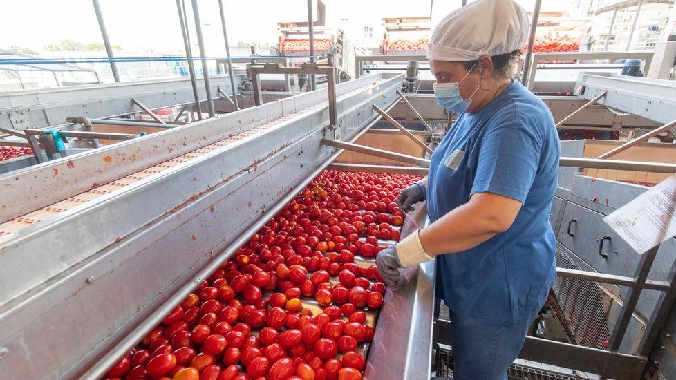 Pomodori, intesa su prezzo Ma la Cia va all’attacco