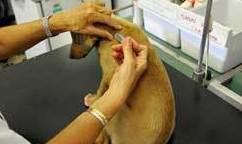 Tornano i contributi comunali per sterilizzare le cagnette