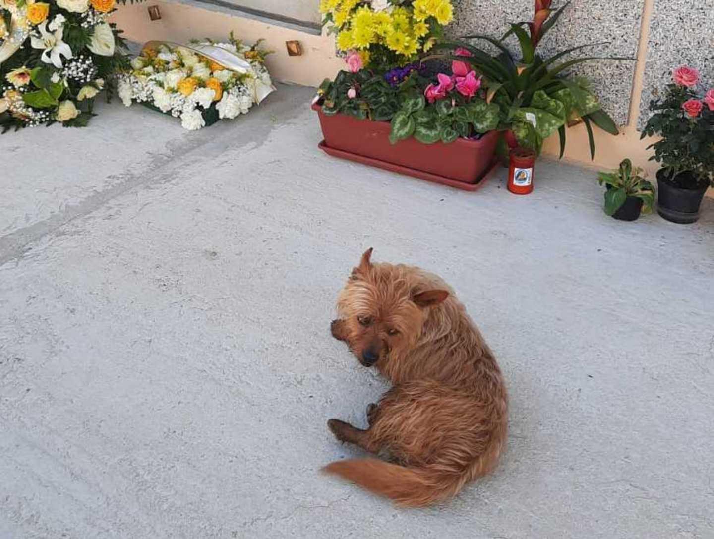 Badesi, il cane riconosce la tomba del padrone 