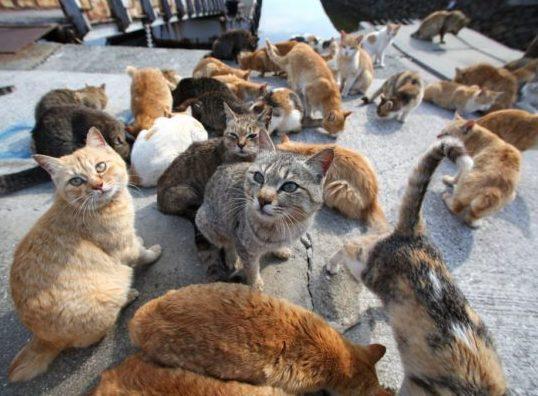 I gatti via dal centro, ora sono in periferia. Il Comune spende 62.000 euro all’anno 