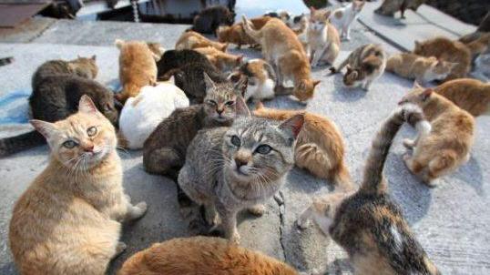 I gatti via dal centro, ora sono in periferia. Il Comune spende 62.000 euro all’anno