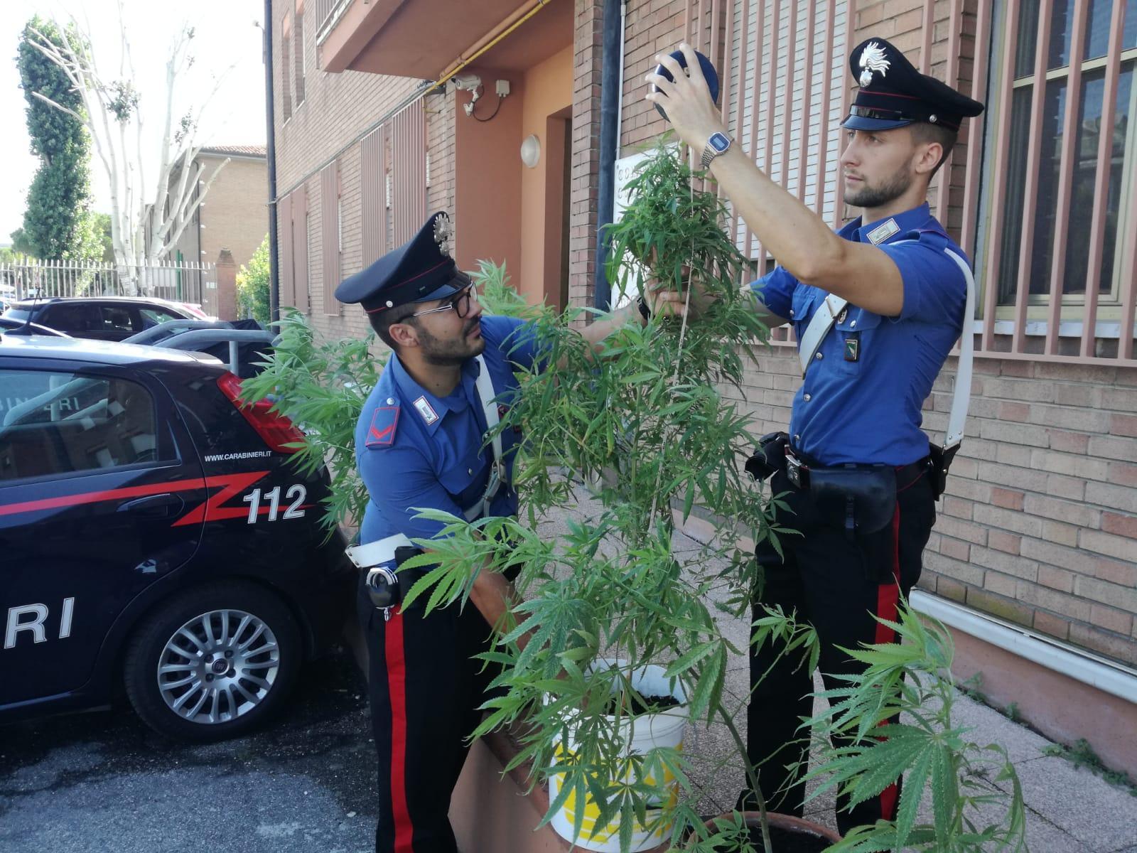 Carabinieri e una pianta di marijuana, foto archivio