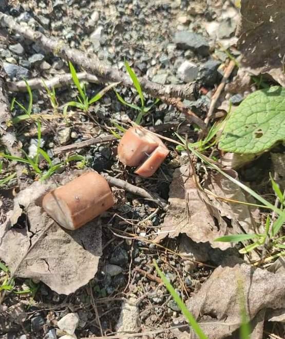 Polpette avvelenate lasciate vicino all’Elsa, animali in pericolo 