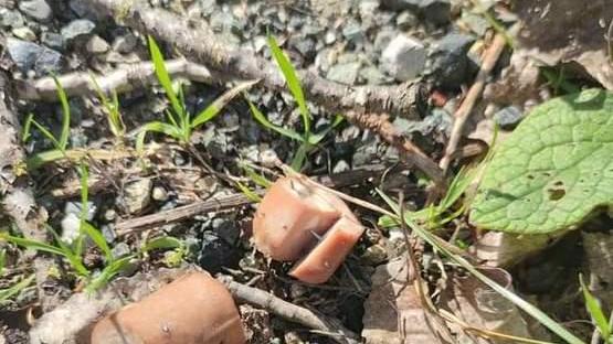 Polpette avvelenate lasciate vicino all’Elsa, animali in pericolo