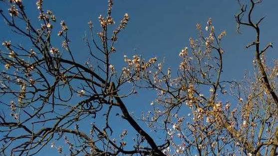 I mandorli sono in fiore con un mese di anticipo