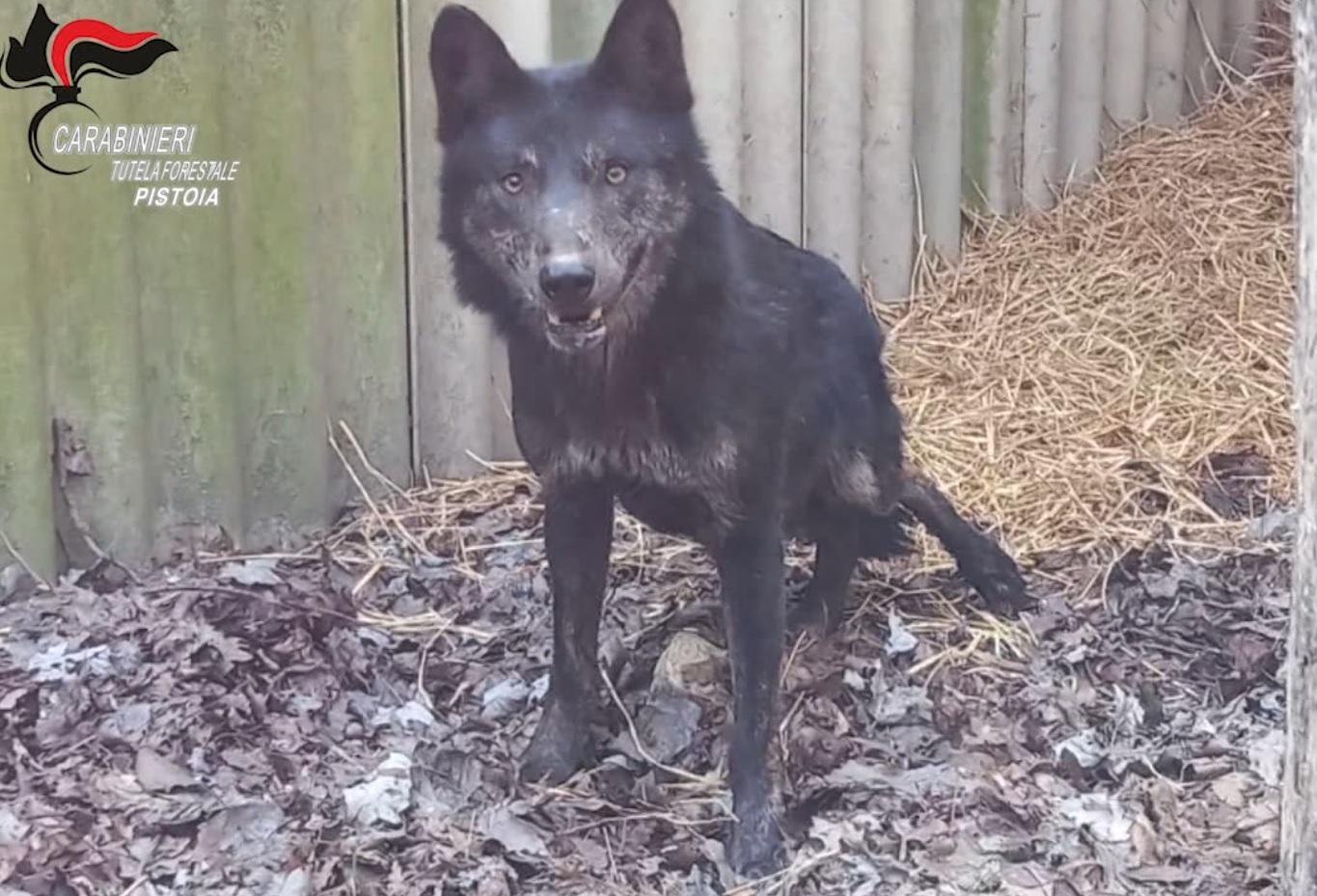 Rufus il lupo è guarito e adesso torna con i suoi simili - Video