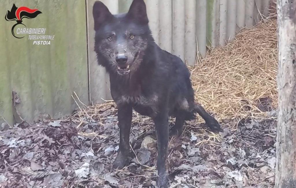 Modena, il lupo Ezechiele in salvo al Centro Fauna Selvatica il Pettirosso