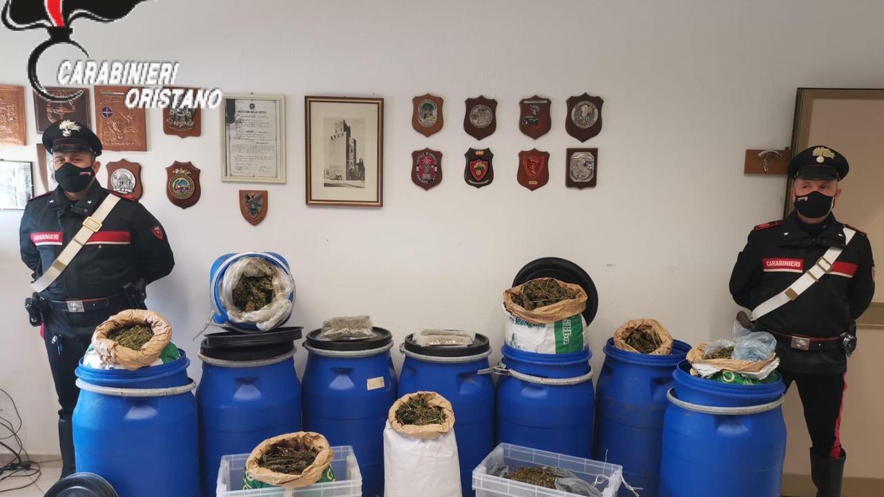 Cinquanta chili di marijuana nella sua azienda zootecnica a Solarussa: 47enne arrestato