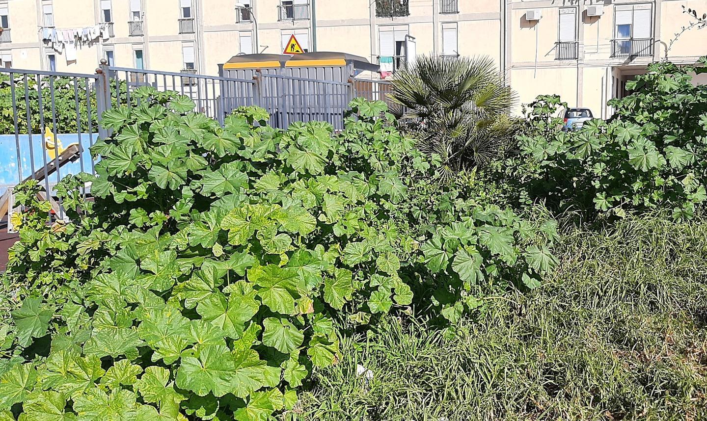 I giardini di via Bottego invasi da erbacce e immondizia