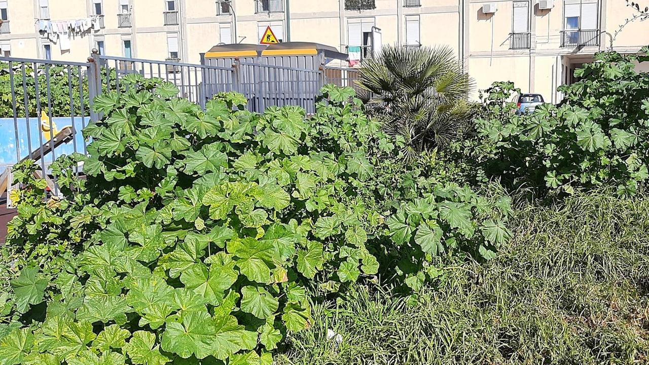 I giardini di via Bottego invasi da erbacce e immondizia