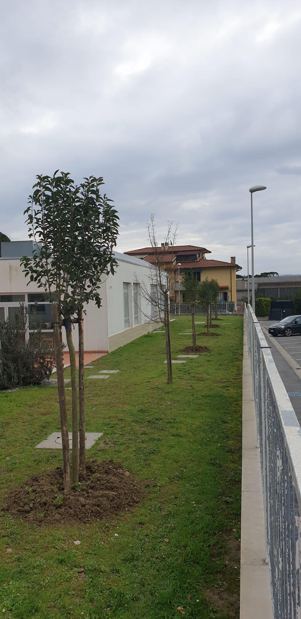 Piantati cinquanta alberi a Capraia e Limite