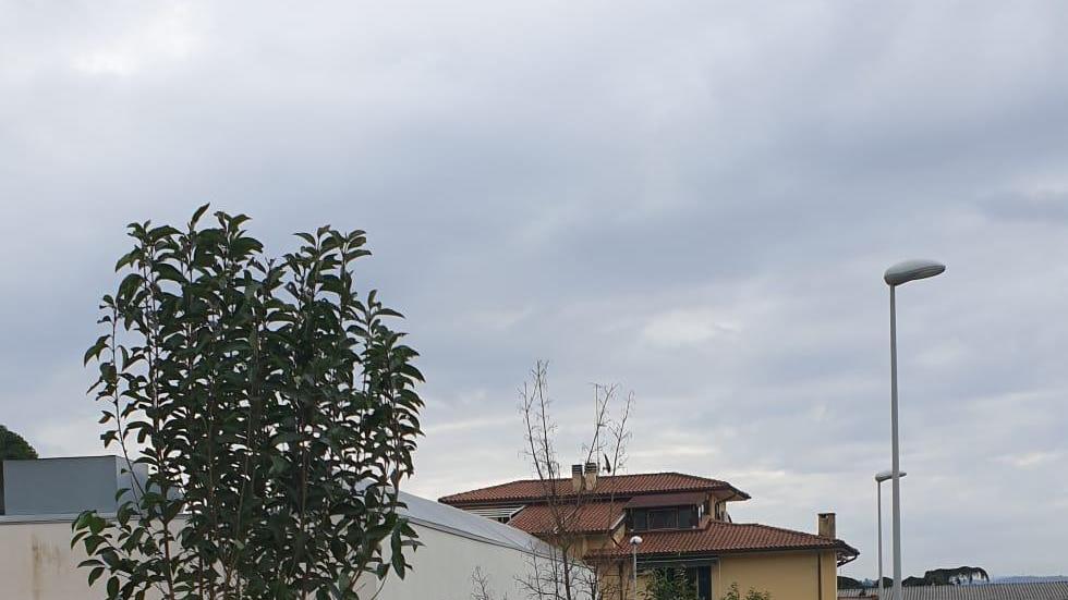 Piantati cinquanta alberi a Capraia e Limite