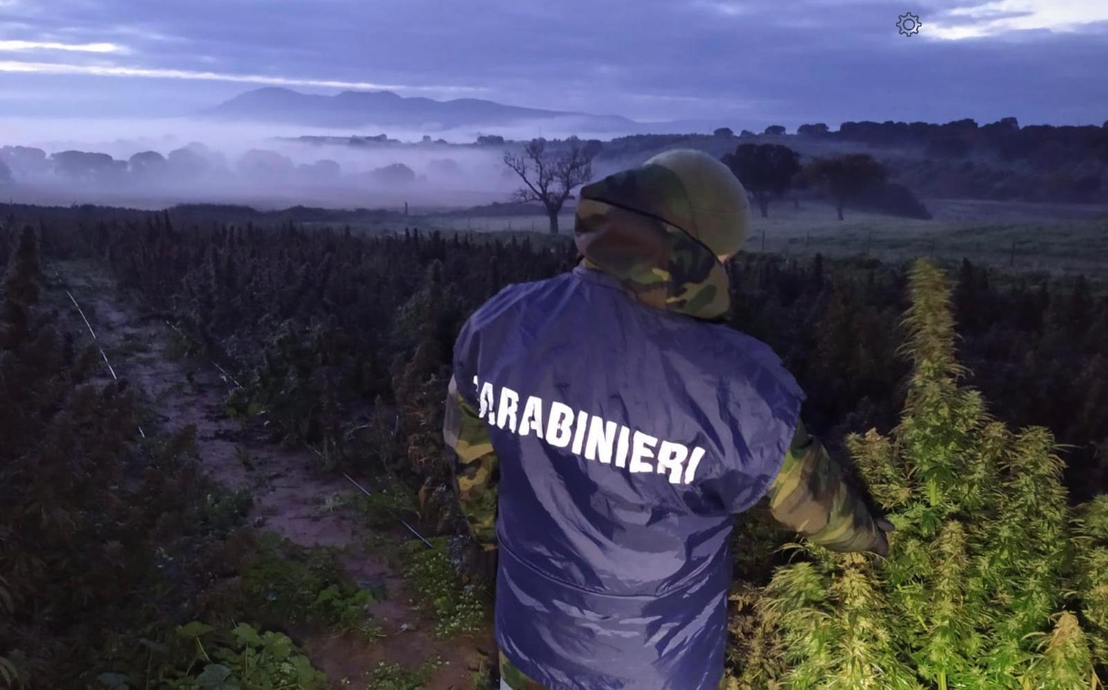 Era tutta legale la cannabis coltivata in un'azienda di Guspini 