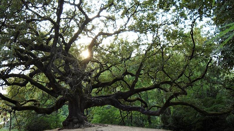 Una foto del quercione vincitrice del concorso “Rimettiamoci in cammino”