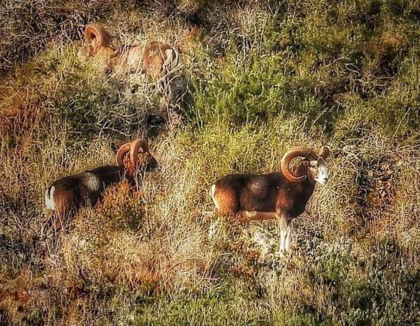 «Mufloni da salvare non da sterminare» Ambientalisti all’attacco