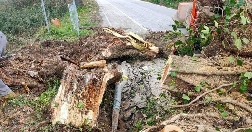 Albero caduto in via Corsica