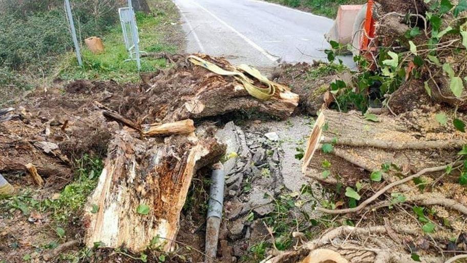 Albero caduto in via Corsica