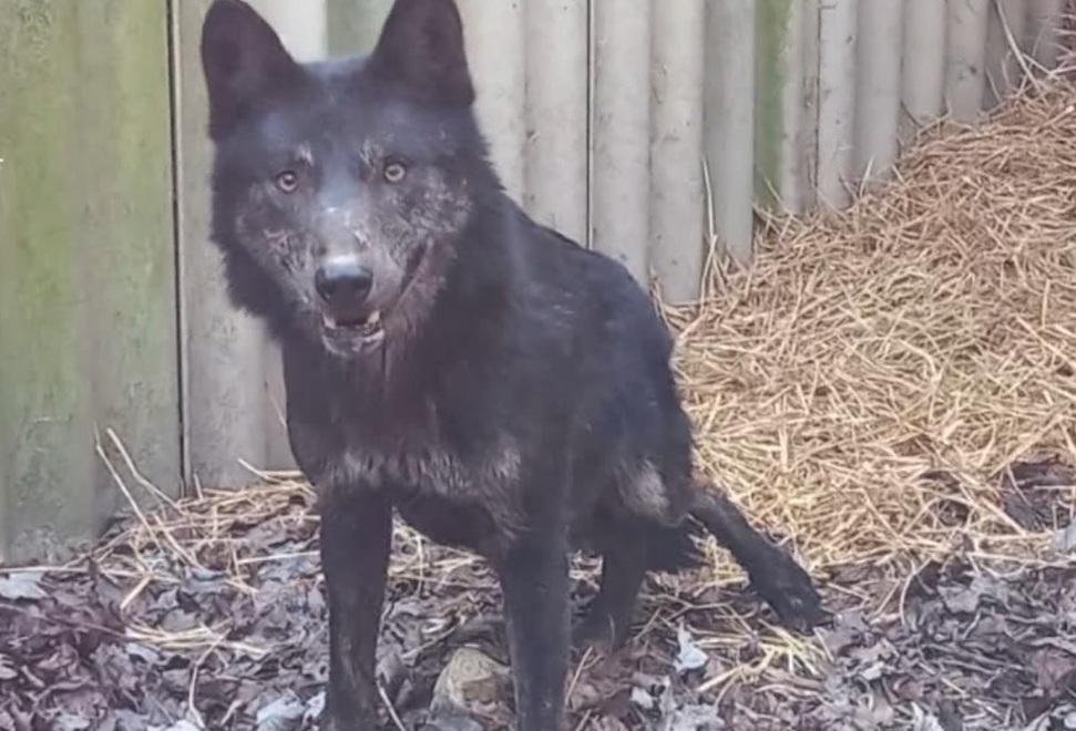 Adottano un cagnolino ma dopo due anni scoprono che è un lupo