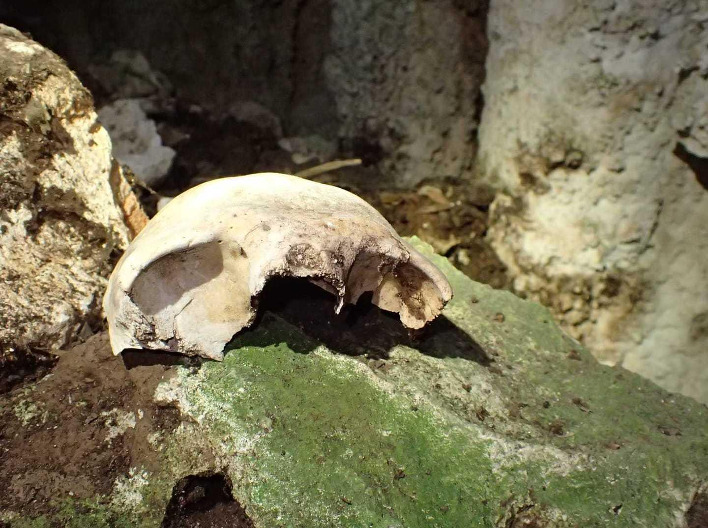 Dall’altopiano del Golgo riemergono altre ossa 