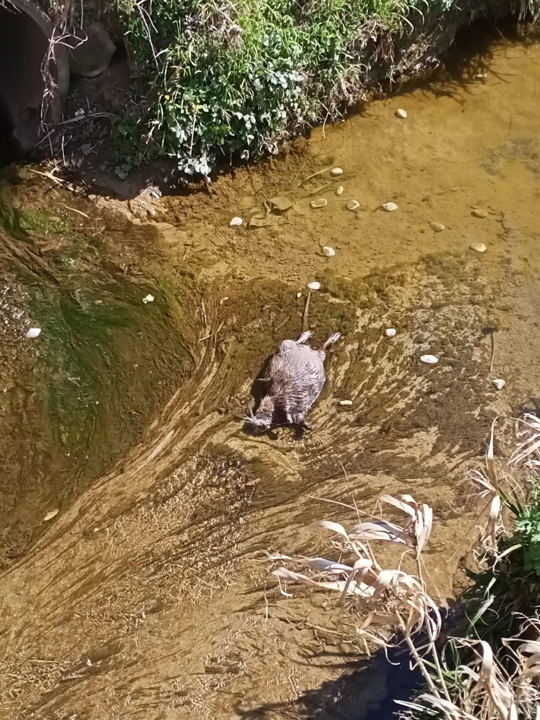 La nutria presa a sassate e uccisa