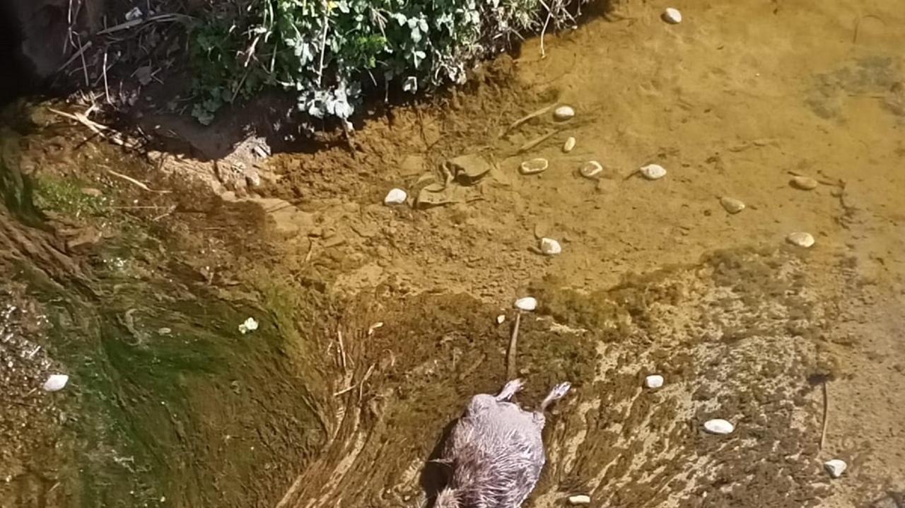La nutria presa a sassate e uccisa