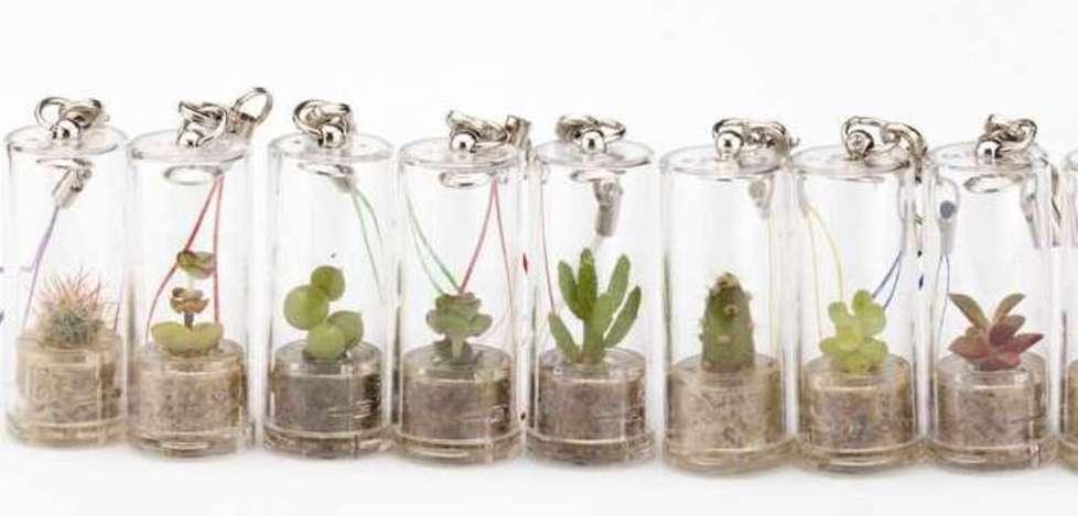 Una pianta portatile per imparare ad amare la natura 
