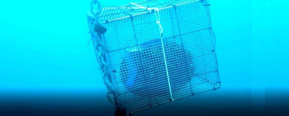 le cozze acchiappa-inquinanti per il monitoraggio