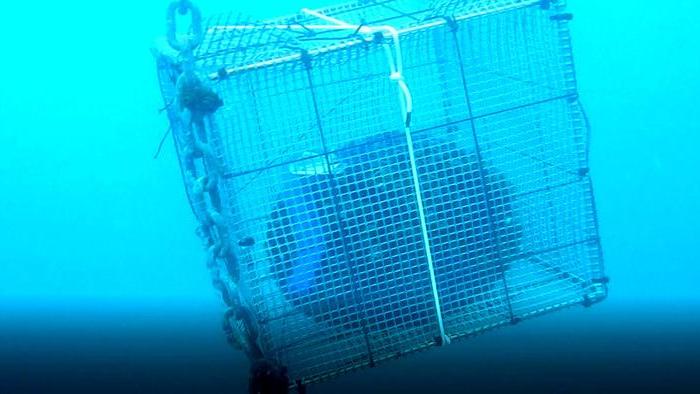 le cozze acchiappa-inquinanti per il monitoraggio