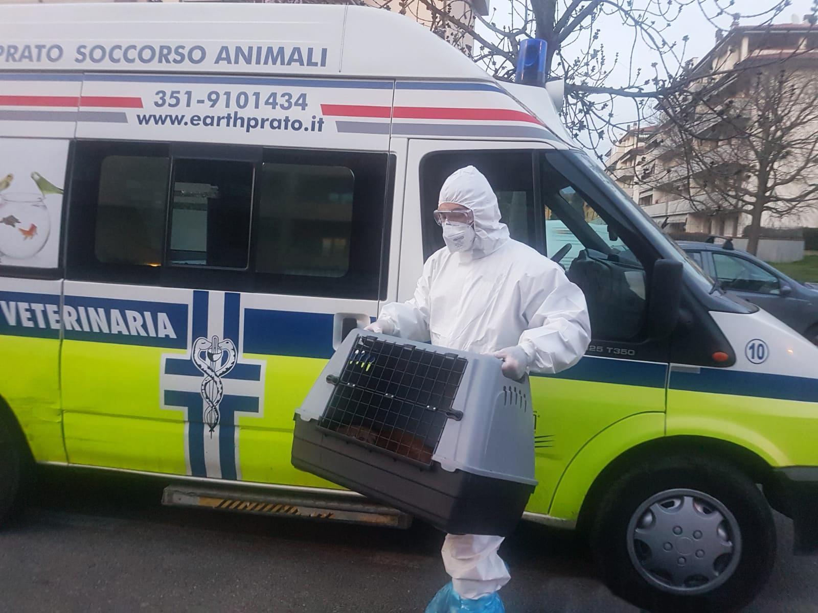 Il prelievo del gatto
