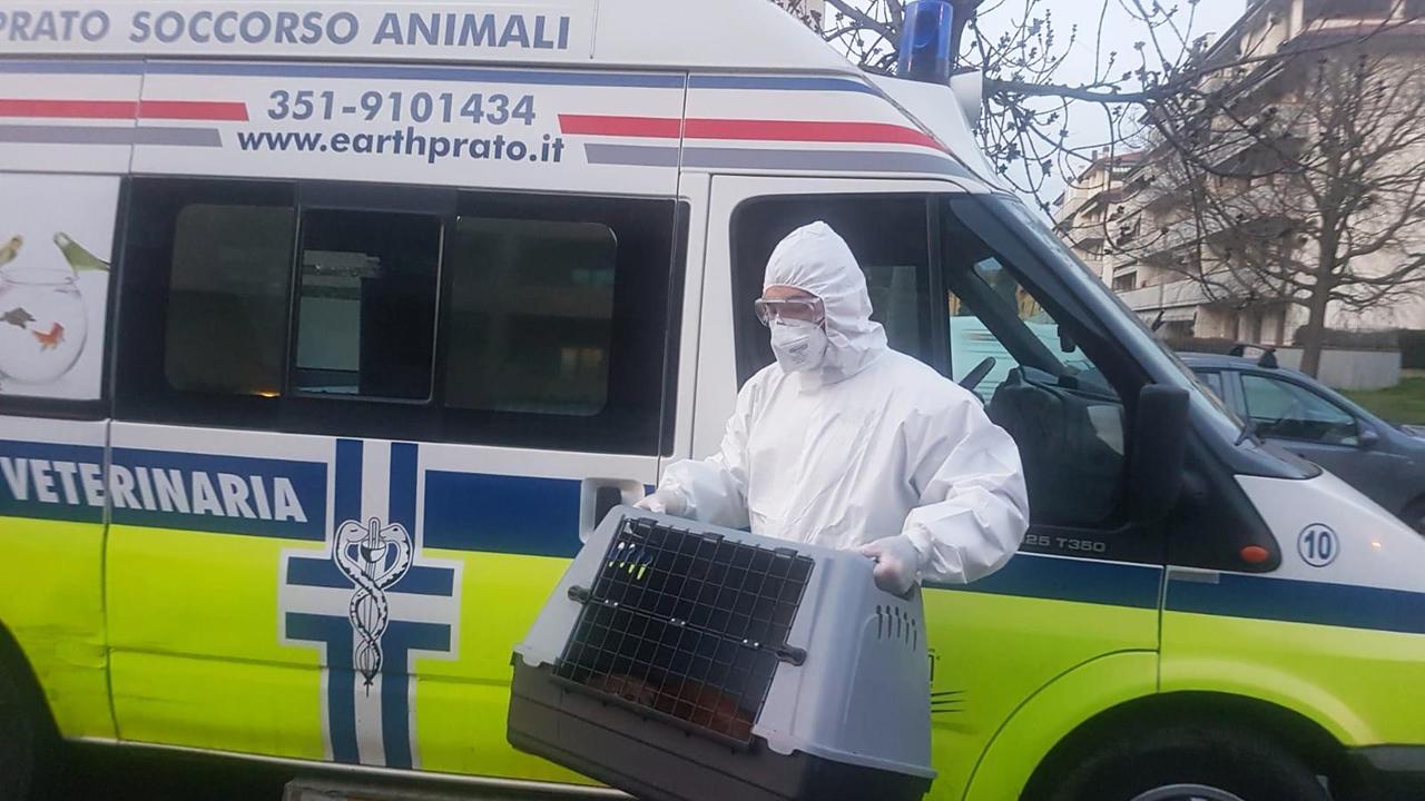 Il prelievo del gatto