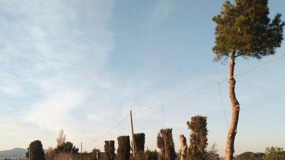 Alberi potati nella zona di Vada «Ecco chi è il responsabile»